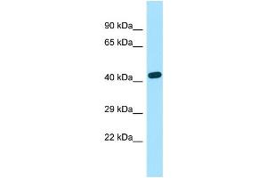 WB Suggested Anti-EXOC3L2 Antibody Titration: 1.
