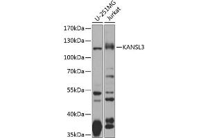 Western blot analysis of extracts of various cell lines, using K antibody (ABIN6133332, ABIN6142681, ABIN6142682 and ABIN6224253) at 1:1000 dilution. (KANSL3 anticorps  (AA 1-200))