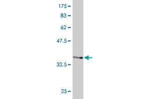 Western Blot detection against Immunogen (36.