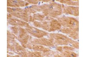 Immunohistochemical staining of human heart tissue using AP30187PU-N Caspase-1 antibody at 2 μg/ml. (Caspase 1 anticorps  (C-Term))