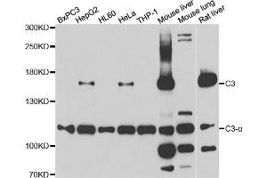 Western blot analysis of extracts of various cell lines, using C3 antibody (ABIN5975433) at 1/1000 dilution. (C3 anticorps)
