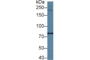 Detection of PI4Ka in Human Hela cell lysate using Polyclonal Antibody to Phosphatidylinositol-4-Kinase Catalytic Alpha (PI4Ka)