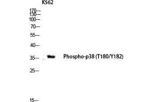Western Blot (WB) analysis of K562 lysis using Phospho-p38 (T180/Y182) antibody. (MAPK14 anticorps  (pThr180, pTyr182))