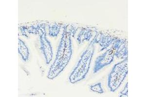 Immunohistochemistry analysis of paraffin-embedded mouse small intestine using LYVE1 (ABIN7074520) at dilution of 1: 4000 (LYVE1 anticorps)