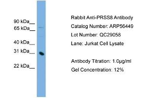 WB Suggested Anti-PRSS8  Antibody Titration: 0. (PRSS8 anticorps  (Middle Region))