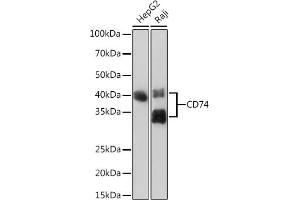 Western blot analysis of extracts of various cell lines, using CD74 Rabbit mAb (ABIN7267759) at 1:1000 dilution.
