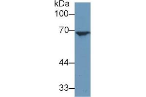 Detection of ANGPT2 in Mouse Spleen lysate using Polyclonal Antibody to Angiopoietin 2 (ANGPT2)