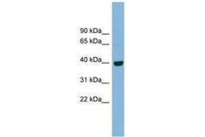Image no. 1 for anti-Inositol Monophosphatase Domain Containing 1 (IMPAD1) (AA 71-120) antibody (ABIN6742030) (IMPAD1 anticorps  (AA 71-120))