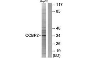 Western blot analysis of extracts from HepG2 cells, using CCBP2 Antibody.