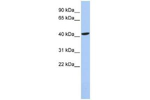 WB Suggested Anti-LHX4 Antibody Titration:  0. (LHX4 anticorps  (Middle Region))