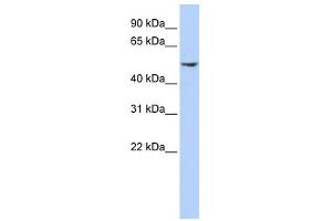 Dynactin 2 antibody used at 1 ug/ml to detect target protein.