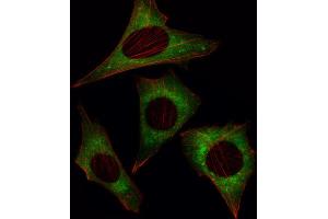 Immunofluorescence (IF) image for anti-MOB Kinase Activator 1B (MOB1B) antibody (ABIN3002948) (MOBKL1A anticorps)