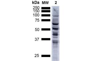 Western Blot analysis of Human A549 cells showing detection of Multiple Bands Nitrotyrosine protein using Mouse Anti-Nitrotyrosine Monoclonal Antibody, Clone 39B6 (ABIN2486192).