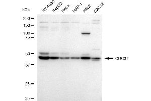 Western blotting analysis using CDC37 antibody (ABIN7798010).