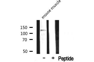 Western blot analysis on mouse muscle lysate using MAST2 Antibody