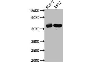 Western Blot Positive WB detected in: MCF-7 whole cell lysate, K562 whole cell lysate All lanes: HDAC2 antibody at 1:1000 Secondary Goat polyclonal to rabbit IgG at 1/50000 dilution Predicted band size: 56, 52 kDa Observed band size: 60 kDa (Recombinant HDAC2 anticorps)