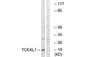 Western Blotting (WB) image for anti-Transcription Elongation Factor A (SII)-Like 1 (TCEAL1) (AA 91-140) antibody (ABIN2890665) (TCEAL1 anticorps  (AA 91-140))