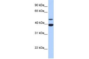 WB Suggested Anti-INHA Antibody Titration: 0. (Inhibin alpha anticorps  (N-Term))