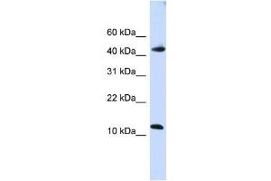 WB Suggested Anti-APOBEC3F Antibody Titration:  0. (APOBEC3F anticorps  (C-Term))