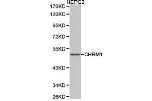 Western Blotting (WB) image for anti-Muscarinic Acetylcholine Receptor M1 (CHRM1) antibody (ABIN1871846) (CHRM1 anticorps)