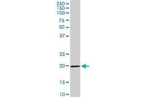IL17D MaxPab rabbit polyclonal antibody. (IL17D anticorps  (AA 1-202))
