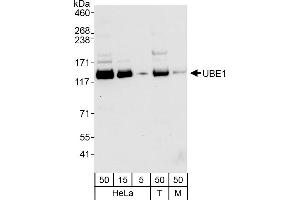 Western Blotting (WB) image for anti-Ubiquitin-Like Modifier Activating Enzyme 1 (UBA1) (AA 1-50) antibody (ABIN7452134)