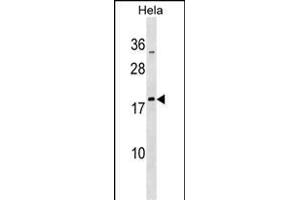 MRPL48 Antibody (N-term) (ABIN1539290 and ABIN2850175) western blot analysis in Hela cell line lysates (35 μg/lane). (MRPL48 anticorps  (N-Term))