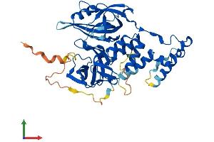 AlphaFold protein structure predicition of Human Recombinant CRBN Protein, UniprotID Q96SW2