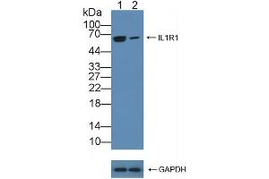 Knockout Varification: Lane 1: Wild-type Raji cell lysate, Lane 2: IL1R1 knockout Raji cell lysate, Predicted MW: 65kd Observed MW: 65kd Primary Ab: 3 μg/mL Rabbit Anti-Human IL1R1 Antibody Second Ab: 0.