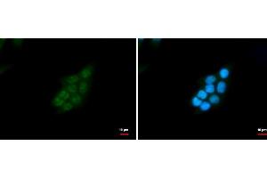 ICC/IF Image SNRPD2 antibody detects SNRPD2 protein at nucleus by immunofluorescent analysis.