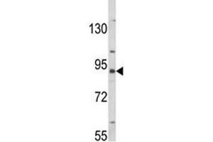 Western blot analysis of MFN2 antibody and K562 lysate (MFN2 anticorps  (AA 447-476))