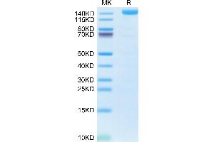 Biotinylated Human VEGF R2 on Tris-Bis PAGE under reduced condition.