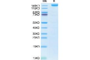 Biotinylated Human VEGF R2 on Tris-Bis PAGE under reduced condition. (VEGFR2/CD309 Protein (AA 20-764) (mFc Tag,Biotin))