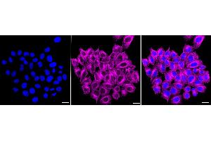 Immunocytochemical staining of HepG2 cells with ENPP5 antibody (ABIN7798423), 1:).