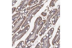 Immunohistochemical staining of human small intestine with TMEM187 polyclonal antibody  shows moderate cytoplasmic positivity in glandular cells. (TMEM187 anticorps)