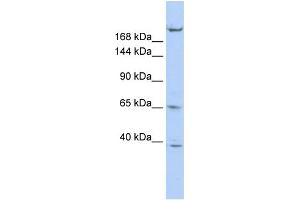 WB Suggested Anti-KIF13B Antibody Titration:  1 ug/ml  Positive Control:  HepG2 cell lysate KIF13B is supported by BioGPS gene expression data to be expressed in HepG2 (KIF13B anticorps  (N-Term))