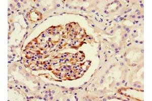 Immunohistochemistry of paraffin-embedded human kidney tissue using ABIN7161178 at dilution of 1:100
