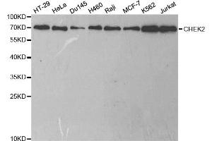 Western blot analysis of extracts of various cell lines, using CHEK2 antibody (ABIN5971172) at 1/1000 dilution. (CHEK2 anticorps)