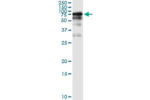 Immunoprecipitation of GGT1 transfected lysate using anti-GGT1 monoclonal antibody and Protein A Magnetic Bead , and immunoblotted with GGT1 MaxPab rabbit polyclonal antibody.