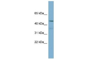 WB Suggested Anti-PPARA Antibody Titration:  0. (PPARA anticorps  (Middle Region))