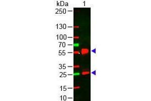 Western Blot of Goat anti-Mouse IgG (H&L) Antibody 649 Conjugated Pre-Adsorbed Lane 1: Mouse IgG Load: 50 ng per lane Secondary antibody: Mouse IgG (H&L) Antibody 649 Conjugated Pre-Adsorbed at 1:1,000 for 60 min at RT Block: ABIN925618 for 30 min at RT Predicted/Obsevered Size: 28 and 55 kDa/28 and 55 kDa (Chèvre anti-Souris IgG (Heavy & Light Chain) Anticorps (DyLight 649) - Preadsorbed)