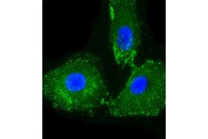 Immunofluorescent analysis of 4 % paraformaldehyde-fixed, 0.