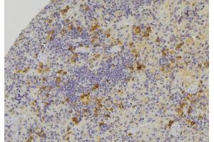 ABIN6273394 at 1/100 staining Human lymph node tissue by IHC-P. (CCL24 anticorps  (C-Term))
