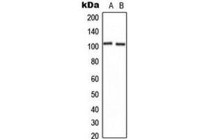Western blot analysis of CNGB1 expression in U2OS (A), NIH3T3 (B) whole cell lysates. (GARP anticorps  (Center))