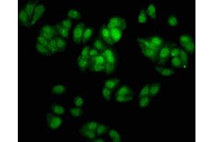 Immunofluorescence staining of HepG2 cells with ABIN7172615 at 1:166, counter-stained with DAPI.