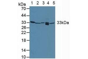 Figure. (GADD45A anticorps  (AA 1-165))