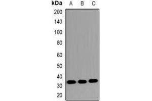 Western blot analysis of MKI67IP (pT234) expression in HeLa (A), NIH3T3 (B), PC12 (C) whole cell lysates.