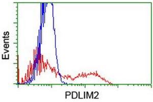 HEK293T cells transfected with either RC210022 overexpress plasmid (Red) or empty vector control plasmid (Blue) were immunostained by anti-PDLIM2 antibody (ABIN2454496), and then analyzed by flow cytometry. (PDLIM2 anticorps)
