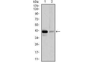 Western blot analysis using PAX5 mouse mAb against Raji (1), and EVC-304 (2) cell lysate. (PAX5 anticorps  (AA 235-382))