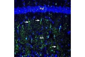 Expression of Na+/K+ ATPase β2 (ATP1B2) in mouse hippocampus - Immunohistochemical staining of perfusion-fixed frozen mouse brain sections with Anti-Beta 2 Na+/K+ ATPase (extracellular) Antibody (ABIN7042952, ABIN7044643 and ABIN7044644), (1:300), followed by goat anti-rabbit-AlexaFluor-488.